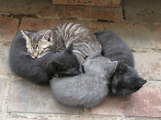 kiddy083.jpg