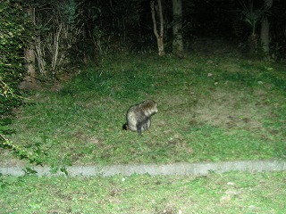 tanuki1.jpg