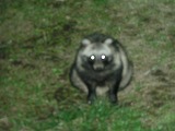tanuki2.jpg
