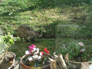 tanuki_1.jpg