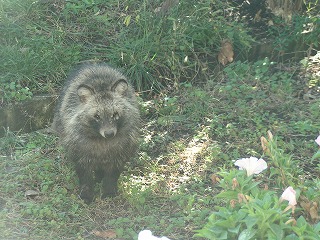 tanuki_2.jpg